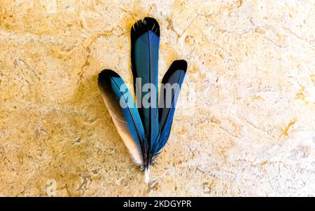 Federn eines schönen bunten blauen Cenote Vogel Mot Mot oder Motmot in Playa del Carmen Quintana Roo Mexiko. Stockfoto