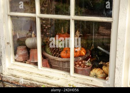 Alte Holzfenster mit Girlick, Kürbisse, Stillleben im Herbst, Gartengeräte und Blick auf den herbstlichen Hinterhof spiegeln sich im Glas-Vintage wider Stockfoto