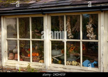 Alte Holzfenster mit Girlick, Kürbisse, Stillleben im Herbst, Gartengeräte und Blick auf den herbstlichen Hinterhof spiegeln sich im Glas-Vintage wider Stockfoto