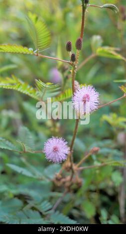 Nahaufnahme der Blüte der Mimosa pudica. Die empfindliche Pflanze, verträumte Pflanze mit grünem, faltbaren Blättern Hintergrund. Im Volksmund bekannt als Touch Me Not Tree. Stockfoto