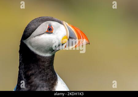 puffin.Puffin Kopf Nahaufnahme ideal für die Isolierung Verwendung auf Produkten Stockfoto