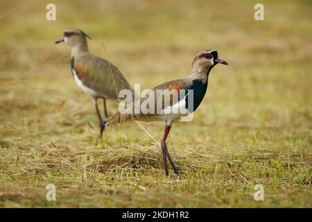 Südlicher Kiebitz - Vanellus chilensis quero-quero in Brasilien oder tero in Argentinien und Uruguay genannt, Watvögel in Charadriiformes, zwei Vögel aus Süd-am Stockfoto