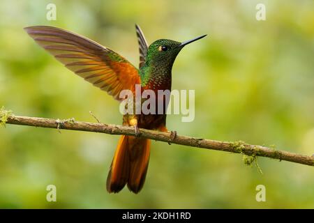 Kastanienbrustkoronet - Boissonneaua matthewsii, grün und rot oder rufous Kolibri in Brillanten, Helianthini in Lesbiinae, in Kolumbien gefunden, Stockfoto