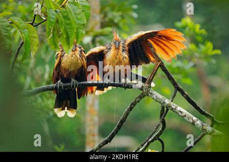 Hoatzin oder Hoactzin (Opisthocomus hoazin) tropischer Vogel in Opisthocomiformes, der in Sümpfen, Uferwäldern und Mangroven des Amazonas und des O gefunden wird Stockfoto