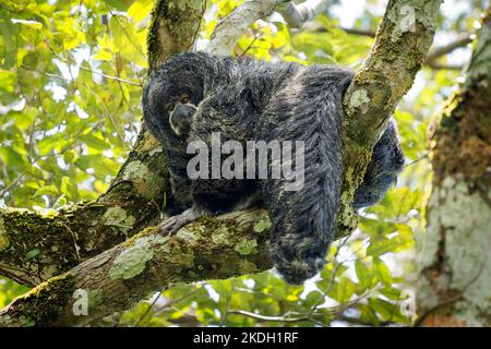 Mönch Saki - Pithecia monachus, auch Geoffroys Mönch Saki, Typ von New World Affen mit großen haarigen Schwanz aus Südamerika, in bewaldeten Gebieten gefunden Stockfoto