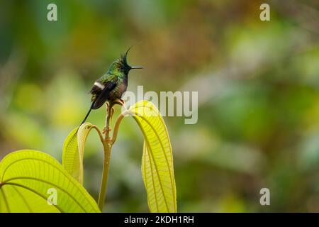 Drahtrand Thorntail - Discosura popelairii grüner Kolibri mit langem Kamm und langem scharfen Schwanz, Vogel auf der violetten Blume und grünem Hintergrund, f Stockfoto