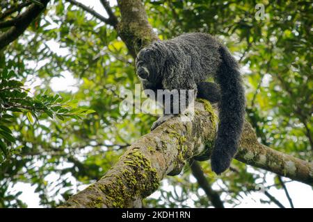 Mönch Saki - Pithecia monachus, auch Geoffroys Mönch Saki, Typ von New World Affen mit großen haarigen Schwanz aus Südamerika, in bewaldeten Gebieten gefunden Stockfoto