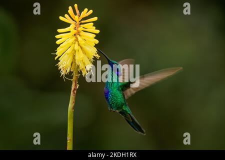 Funkelndes Violett-Ohr - Colibri Coruscans Kolibri ernährt sich von gelbem Blütennektar und fliegt einen kleinen bunten Vogel in Ecuador, Südamerika. Grüne Rückseite Stockfoto