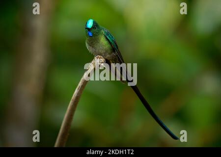 Langschwanziger Sylph - Aglaiocercus kingii Kolibri in Koketten, Stamm Lesbiini Unterfamilie Lesbiinae, gefunden in Bolivien, Kolumbien, Ecuador, Peru, Venez Stockfoto