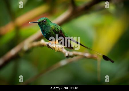 Weißer Schlägerschwanz - Ocreatus underwoodii grüner Vogel der Kolibri in den Brillanten, Stamm Helianthini in Lesbiinae, gefunden in Kolumbien, Ecuad Stockfoto