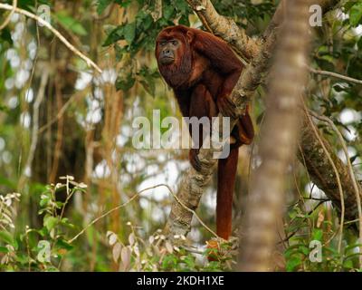 Kolumbianische oder venezolanische rote Brüllaffe - Alouatta seniculus, südamerikanische Affenarten, die im westlichen Amazonasbecken in Venezuela, Kolumbien, EC gefunden werden Stockfoto