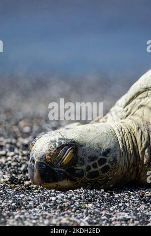 Eine Erwachsene weibliche Grüne Meeresschildkröte (Chelonia mydas), die sich an einem Strand auf der Big Island, Hawaii, USA, sonnt. Stockfoto