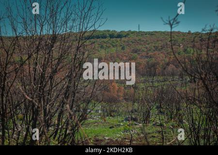 Die Vegetation wird langsam besser nach dem schrecklichen Waldbrand in carso oder Karstregion in Slowenien. Sonniger Tag auf kras. Stockfoto