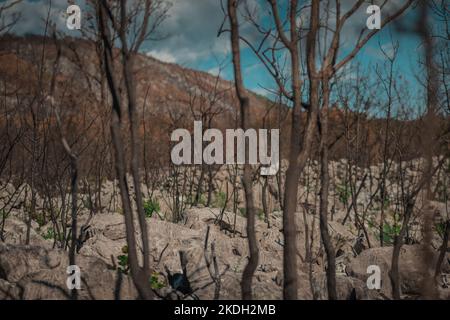 Die Vegetation wird langsam besser nach dem schrecklichen Waldbrand in carso oder Karstregion in Slowenien. Sonniger Tag auf kras. Stockfoto