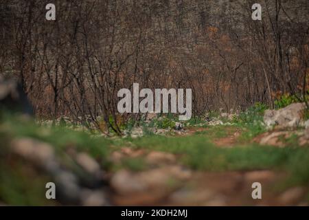 Die Vegetation wird langsam besser nach dem schrecklichen Waldbrand in carso oder Karstregion in Slowenien. Sonniger Tag auf kras. Stockfoto