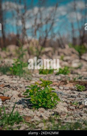 Die Vegetation wird langsam besser nach dem schrecklichen Waldbrand in carso oder Karstregion in Slowenien. Sonniger Tag auf kras. Stockfoto