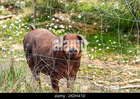 Iberische Schweine grasen zwischen den Eichen auf den Feldern von Membrio, Extremadura in Spanien, Europa Stockfoto