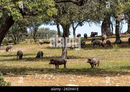 Iberische Schweine grasen zwischen den Eichen auf den Feldern von Membrio, Extremadura in Spanien, Europa Stockfoto