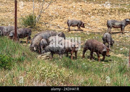 Iberische Schweine grasen zwischen den Eichen auf den Feldern von Membrio, Extremadura in Spanien, Europa Stockfoto