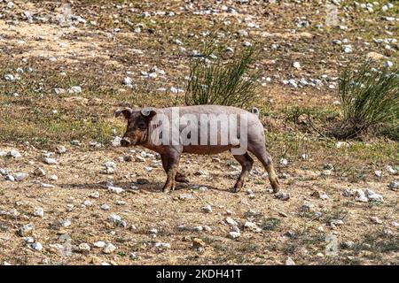 Iberische Schweine grasen zwischen den Eichen auf den Feldern von Membrio, Extremadura in Spanien, Europa Stockfoto