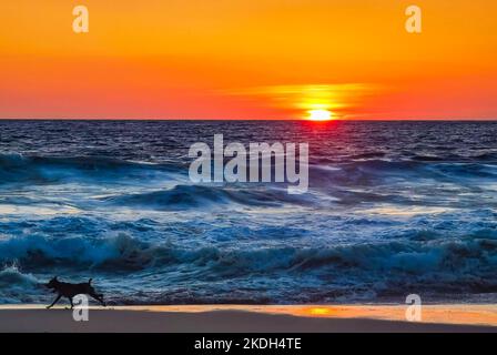 Hunde laufen fröhlich vor dem Sonnenuntergang in gelb-orangerot am Strand und einem großen Wellenpanorama in tropischer Natur in Zicatela Puerto Escondido Oaxaca Stockfoto