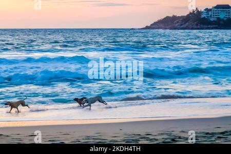 Hunde laufen fröhlich vor dem Sonnenuntergang in gelb-orangerot am Strand und einem großen Wellenpanorama in tropischer Natur in Zicatela Puerto Escondido Oaxaca Stockfoto