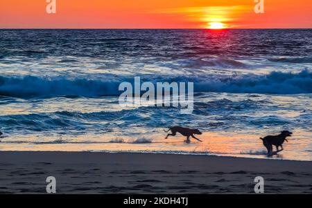 Hunde laufen fröhlich vor dem Sonnenuntergang in gelb-orangerot am Strand und einem großen Wellenpanorama in tropischer Natur in Zicatela Puerto Escondido Oaxaca Stockfoto