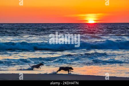 Hunde laufen fröhlich vor dem Sonnenuntergang in gelb-orangerot am Strand und einem großen Wellenpanorama in tropischer Natur in Zicatela Puerto Escondido Oaxaca Stockfoto