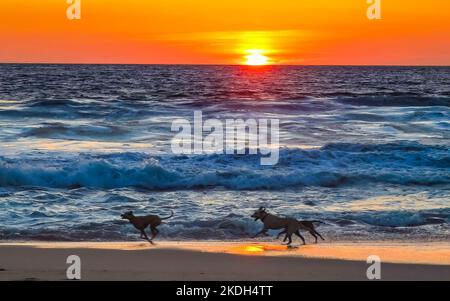 Hunde laufen fröhlich vor dem Sonnenuntergang in gelb-orangerot am Strand und einem großen Wellenpanorama in tropischer Natur in Zicatela Puerto Escondido Oaxaca Stockfoto