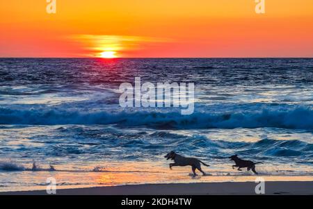 Hunde laufen fröhlich vor dem Sonnenuntergang in gelb-orangerot am Strand und einem großen Wellenpanorama in tropischer Natur in Zicatela Puerto Escondido Oaxaca Stockfoto