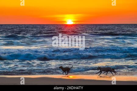 Hunde laufen fröhlich vor dem Sonnenuntergang in gelb-orangerot am Strand und einem großen Wellenpanorama in tropischer Natur in Zicatela Puerto Escondido Oaxaca Stockfoto