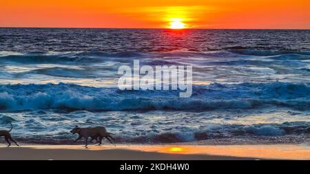 Hunde laufen fröhlich vor dem Sonnenuntergang in gelb-orangerot am Strand und einem großen Wellenpanorama in tropischer Natur in Zicatela Puerto Escondido Oaxaca Stockfoto