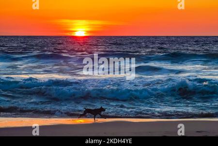 Hunde laufen fröhlich vor dem Sonnenuntergang in gelb-orangerot am Strand und einem großen Wellenpanorama in tropischer Natur in Zicatela Puerto Escondido Oaxaca Stockfoto