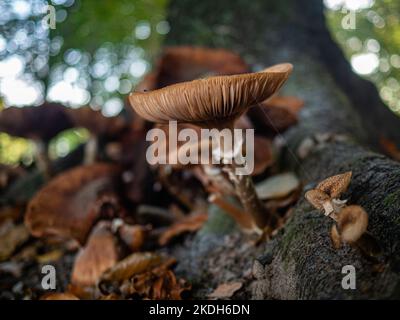 Nijmegen, Niederlande. 29. Oktober 2022. Eine Gruppe von braunen Pilzen wächst auf einem Baum. Während der Herbstsaison ist die Landschaft in den Niederlanden von grünen, ockerfarbenen, goldenen und rötlichen Farben überflutet. Es ist die perfekte Jahreszeit, um Fotos von der Natur zu machen und die herrlichen Sehenswürdigkeiten zu genießen. Die Niederlande haben viele Waldgebiete mit Wanderwegen, die leicht zu folgen sind. (Foto: Ana Fernandez/SOPA Images/Sipa USA) Quelle: SIPA USA/Alamy Live News Stockfoto