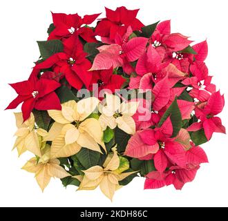 Weihnachtsblumen Weihnachtsblume isoliert weißen Hintergrund Stockfoto
