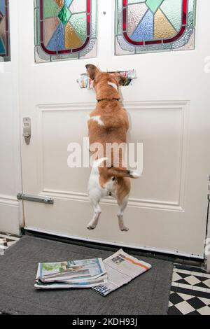 Jack Russell Terrier reißt Post, wie es durch Briefkasten kommt Stockfoto