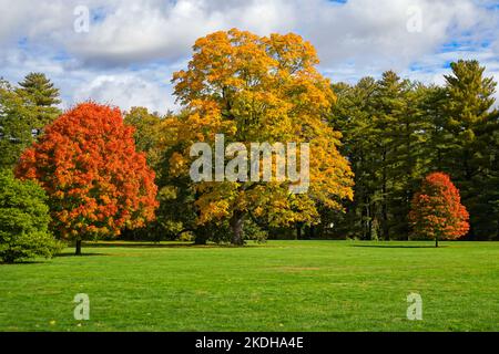 Drei Bäume auf einer Wiese mit gelben oder roten Blättern im Herbst Stockfoto