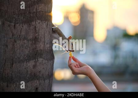 Menschliche Hand Fütterung schönen wilden grauen Eichhörnchen im Sommer Stadtpark Stockfoto