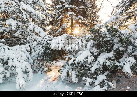 Märchenhafter Sonnenuntergang im Winterwald. Die Sünde scheint durch die von Schnee bedeckten Bäume Stockfoto
