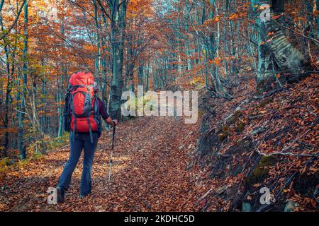 Wandermädchen im Herbstwald. Mädchen mit Rucksack und Wanderstöcken geht auf dem gewundenen Fußweg in den schönen Herbstwald Stockfoto