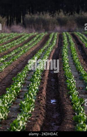 Europa, Portugal, Region Centro, Reihen von Cabbages, die auf Ackerland in der Nähe von Ferrel wachsen Stockfoto