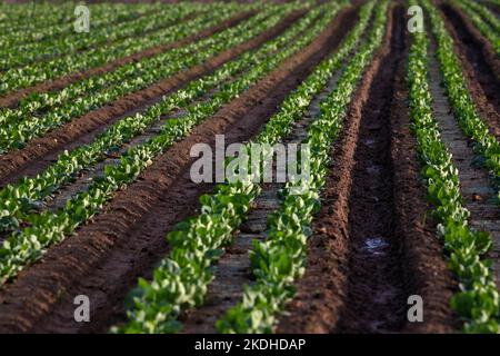 Europa, Portugal, Region Centro, Reihen von Cabbages, die auf Ackerland in der Nähe von Ferrel wachsen Stockfoto