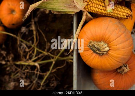 Kürbisse in einer Schubkarre mit Mais auf einem Feld Stockfoto