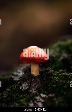 Nahaufnahme eines einzelnen Pilzes, der in grünem Moos auf dem Waldboden wächst. Stockfoto