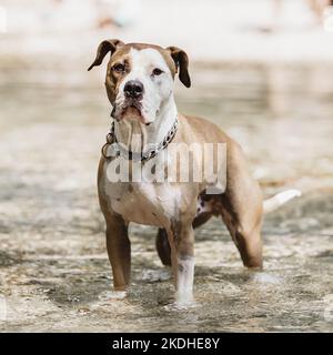 Braune und weiße American Staffordshire Terrier Hund tragen Kragen spielen in seichten Flussbett. Stockfoto