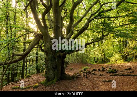 Mächtige alte Buche mit verdrehten Ästen in einem üppigen Frühsommerwald, Deutschland Stockfoto