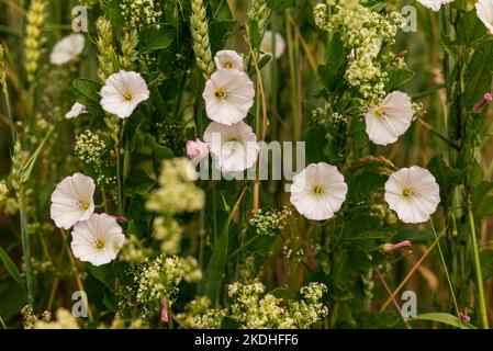 Blütenfeld-Bindenkraut (Convolvulus arvensis) mit weißen Blüten, die am Rand eines Feldes wachsen Stockfoto