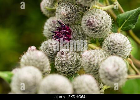 Wolliger Klettenblütenaufstand (Arctium tomentosum) mit einer purpurnen Blüte Stockfoto