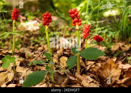 Gruppe von gemeinem Arum (Arum maculatum) mit reifen roten Beeren, die auf einem Waldboden wachsen, Weserbergland, Deutschland Stockfoto