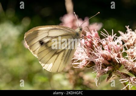 Nahaufnahme eines kleinen weißen Schmetterlings, auch bekannt als Weißkohlschmetterling oder Kohlschmetterling (Pieris rapae), der Pollen aus blühender Hanf-Agrimonie pflückt Stockfoto